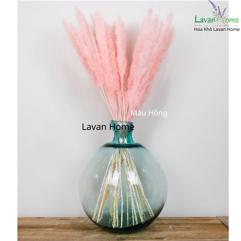 Cỏ lau khô nhỏ Pampass Grass dùng làm phụ kiện chụp ảnh, căm trang trí, bình hoa để bàn, hoa cưới vintage - Lavan Home