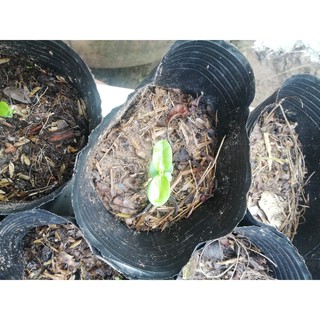 100 Hạt giống cây siro