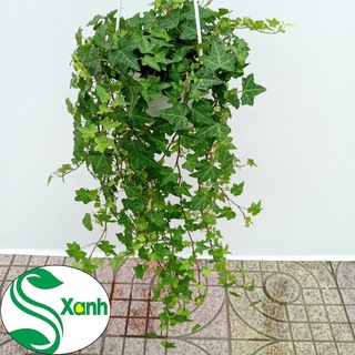 thường xuân chậu treo