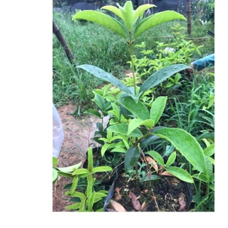 (UY TÍN) Cây mộc hương ta giống