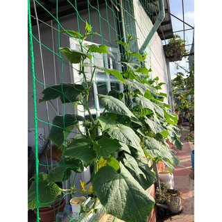 bộ Lưới giàn leo 10*2m