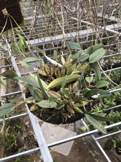 Phong lan vảy rồng (giò)