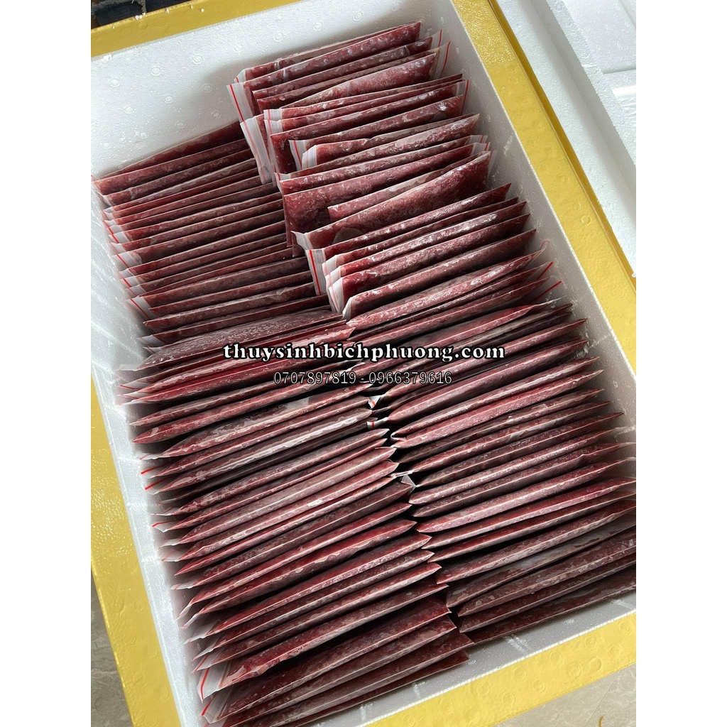 TRÙNG HUYẾT ĐÔNG LẠNH 1 THẺ NHƯ HÌNH - THỨC ĂN CHO CÁ CẢNH THỦY SINH