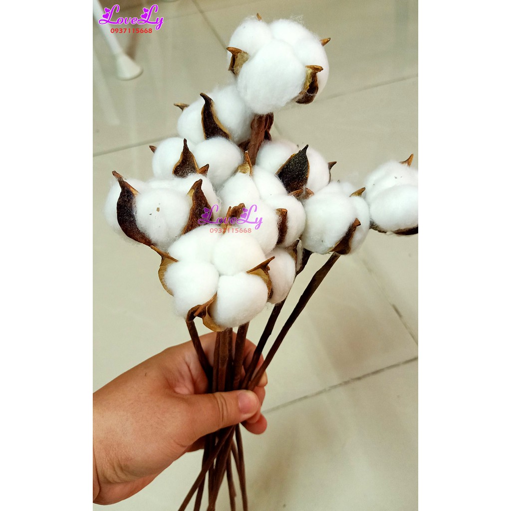 Hoa bông gòn khô hoa cotton 1 bông trang trí decor nhà siêu dễ thương