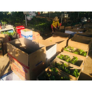 Cây nho ta giống ( giống nho leo dàn cực sai quả)