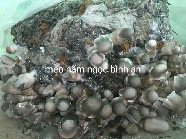 Meo nấm rơm Ngọc Bình An (meo trấu)