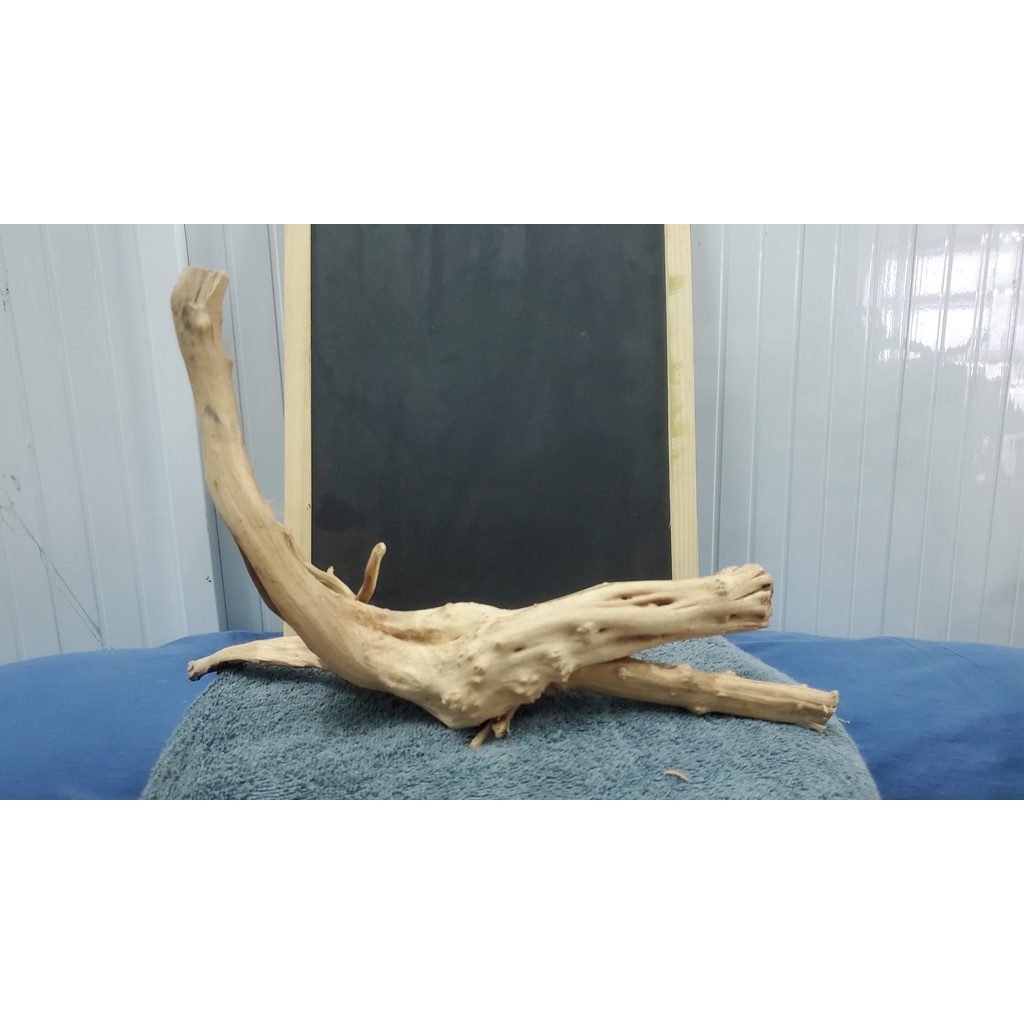 Lũa đỗ quyên mua theo kg-Aqua__boy