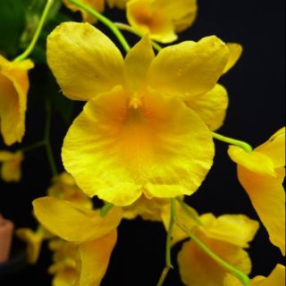 LAN KIM ĐIỆP XUÂN GHÉP GỖ VÚ SỮA