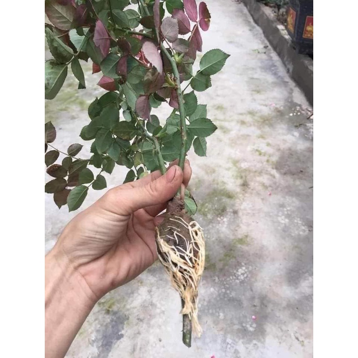 Kích rễ nhập khẩu mỹ 100% ra rễ.