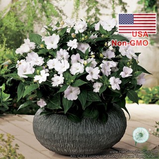 50h Hạt Giống Hoa Ngọc Thảo Mai Địa Thảo Trắng (TLB4| -KD: B22*V42*M233)