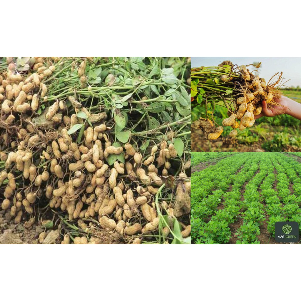 1kg Vỏ Lạc  trồng lan, trộn đất trồng rau, cây cảnh giúp tăng độ đạm và nitơ cho đất