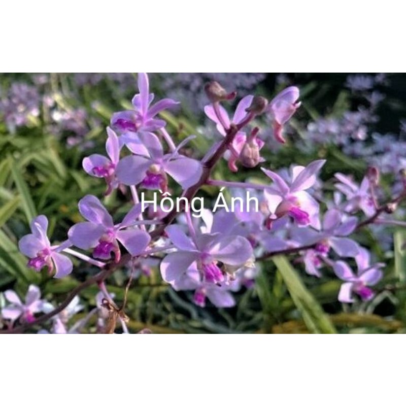 Lan Vanda coerulescens ,hoả hoàng tím - hiếm, hoa màu đẹp lạ, dễ sống
