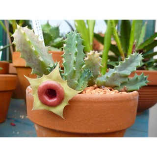 Sao biển Huernia RED BELLY