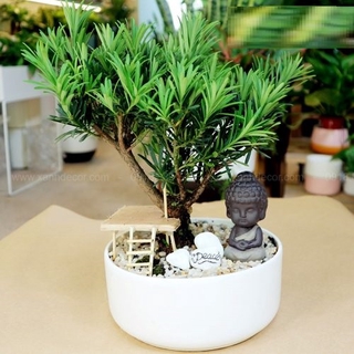 cây TÙNG LA HÁN giống CAO 25CM CÂY ĐẸP VÀ SỐNG 100% TẠO DÁNG BONSI THỜI ĐIỂM NÀY HỢP LÝ