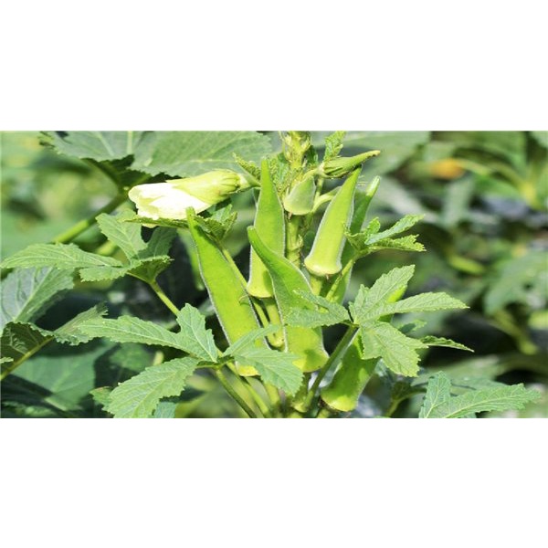 Hạt Giống ĐẬU BẮP CAO SẢN HN-26 (20 Gr)