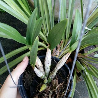 Hoa lan Chớp sữa enobij