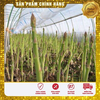 Hạt Giống Măng Tây Xanh(10 hạt)