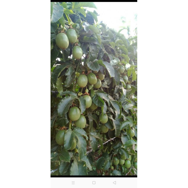 Sét 5 gói phân bón cao cấp Khang điền TC04