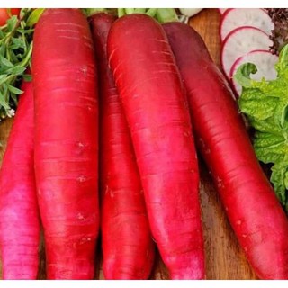 HẠT GIỐNG CỦ CẢI ĐỎ DÀI DỄ TRỒNG