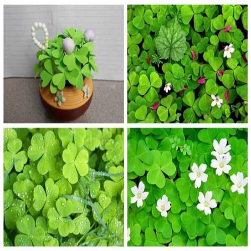 củ hoa cỏ 3 lá