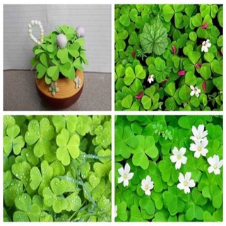 Củ hoa cỏ 3 lá