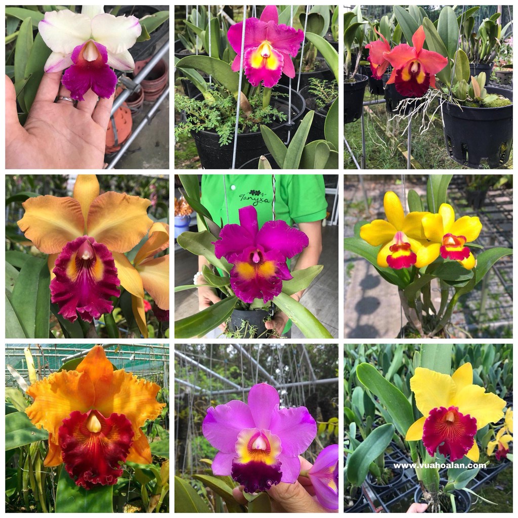 Cattleya Giống Đủ Màu Dễ Trồng Siêng Hoa Quanh Năm