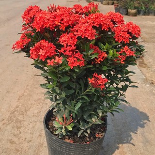 Cây hoa mẫu đơn - mẫu đơn đỏ chiều cao 35cm cây dễ chăm sóc dùng cây để trang trí sân vườn