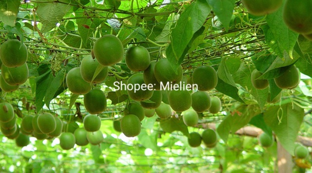 0,5Kg Quả La Hán (khoảng 32 đến 35 quả) | BigBuy360 - bigbuy360.vn