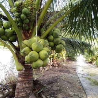 CÂY GIỐNG DỪA XIÊM LÙN XANH