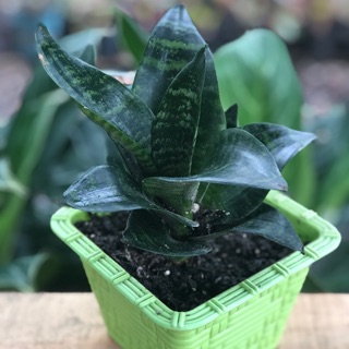 Chậu cây lưỡi hổ để bàn