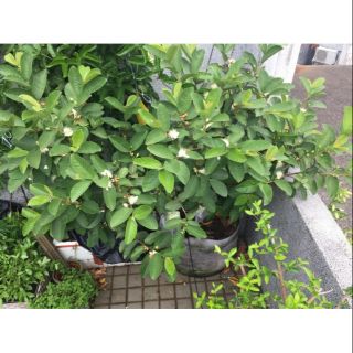 Cây 🌲 Ổi Đài Loan  Lê... siêu trái.