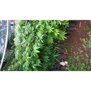 Cây Sấu giống ( Cây thực sinh, cây khỏe nhanh có trái ).