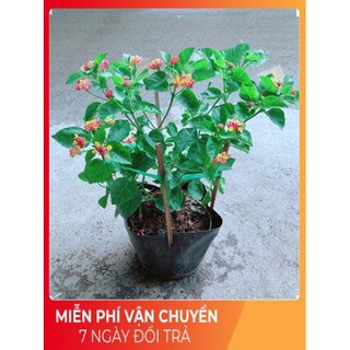 Hoa Ngũ Sắc (có sẵn hoa)