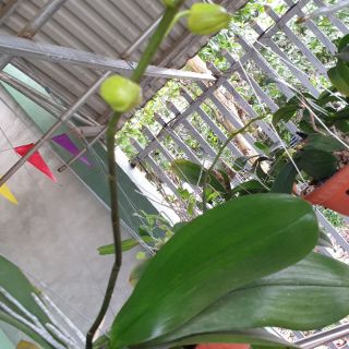 Hồ điệp đại cho hoa tết 70k/1 cây, 5 màu