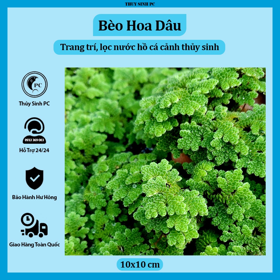 Bèo Hoa Dâu - Trang trí bể thủy sinh, cá, tép, tiểu cảnh, hòn non bộ
