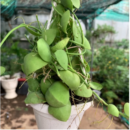 Chậu treo lan vỏ sò - Trang Flowers