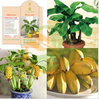 Bộ 1 gói hạt giống Chuối mini - THEXANH