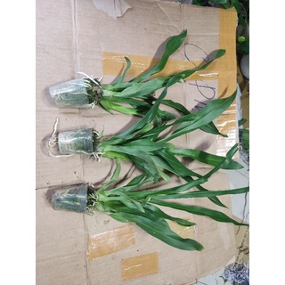 Hoa lan Vũ nữ hoàng hậu xanh
