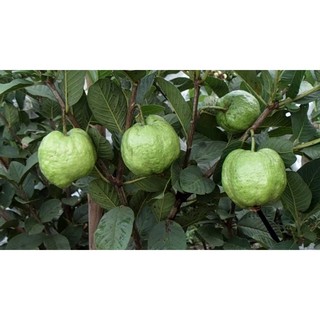 cây giống ổi nữ hoàng