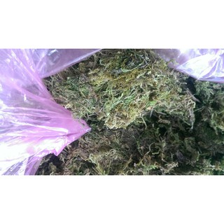 RÊU RỪNG KHÔ TRỒNG LAN, NUÔI ỐC MƯỢN HỒN - 150gram/ gói