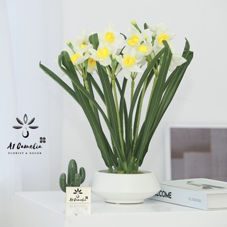 Hoa Decor - Combo Bình Thủy Tiên Cao Cấp Chính Hãng Camelia Hoa Decor Trang Trí Nhà Cửa Siêu Đẹp