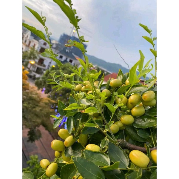 Giống Táo Tàu Siêu Trái Sugar