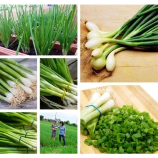 Hạt Giống Hành Lá Gói 1g