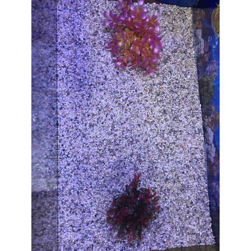 Bể cá dài 60cm rộng 35 cm cao 35cm tặng tranh và đồ trang trí