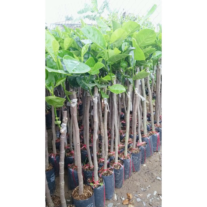 CÂY GIỐNG MÍT THÁI SIÊU SỚM