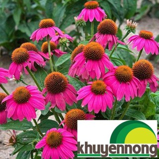 50 Hạt giống hoa cúc tím (Echinacea purpurea)