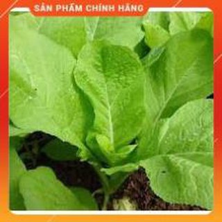 Hạt giống Cải mơ cao sản