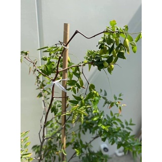 cây táo tàu (hồng táo)