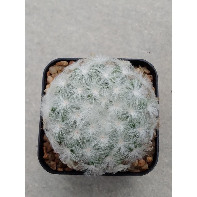 XƯƠNG  RỔNG (Mammillaria plumosa) SIZE 4CM