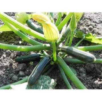 Hạt Giống Bí Ngòi Xanh